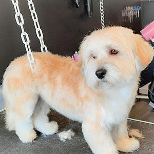 Toilettage professionnel chien à Lasne - L'Atelier de Lara