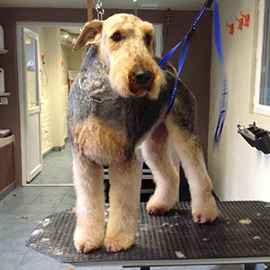 Coupe ciseaux chien Brabant Wallon - Toiletteur expert