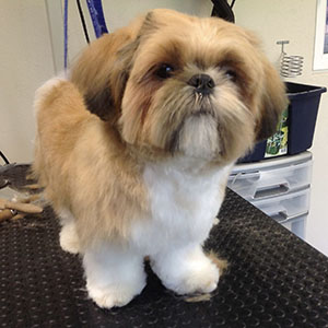 Toilettage toutes races Lasne La Hulpe - Standard FCI respecté